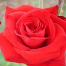 RoseDay 이미지