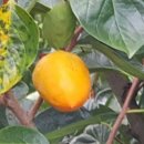 마음은 소녀 이미지