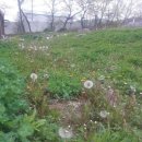 민들레홀씨 이미지