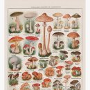 산골버섯 이미지