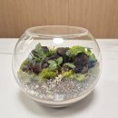 오륜대로 | 부산테라리움 원데이클래스 제이드앤 부산이색데이트 추천