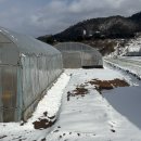 아내의 텃밭 이미지