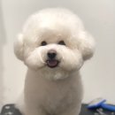 애견카페&호텔 댕댕당 이미지