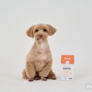 펫라이프 이미지