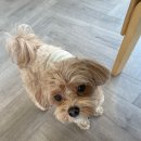 2857 | 울산애견동반카페 쿠키맛집 피클 ft.울산남구카페추천