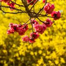 봄날 (난지도,,, 하늘 공원 23.3.29.) 이미지