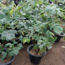 사철슈퍼 이미지