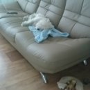 펫 게스트하우스 이미지