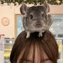 마리앤쥬 이미지