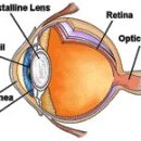 참조은안경 이미지