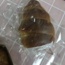 로티드뺑 이미지