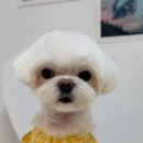 피카소 동물병원 미용 이미지