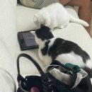 자매한식부페 | 뒤죽박죽 일상로그(촬영부케예약하기,평택 PPO아울렛 한식맛집,세자매일상,뚱냥이들일상,할로윈캠후기)