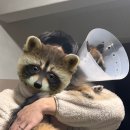 바람난강아지 | 바잇미 강아지 패딩 🐶 더블히트 하네스 패딩 내돈내산 후기