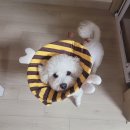 웰니스 클리닉 동물병원 | &lt;웰니스클리닉 동물병원 연수점&gt; 강아지 피부병 연고 동물병원 진료비