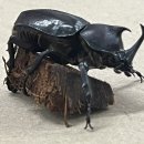 풍뎅이샵