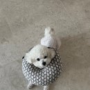 토평동물병원 | (제주에서) 2026년 2월 4주차 후기