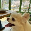 황령대로 319번길 | 대연동 브런치 듀스포레 애견동반 카페
