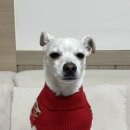 아이캔더 노풀 하네스 빅피쉬 옐로우 size M &amp;젠틀리쉬 볼트 롱 후기