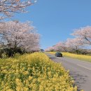 봄꽃체험코스 이미지