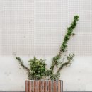 가드닝과 정원만들기 이미지