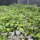 수국 나눔 이벤트 이미지