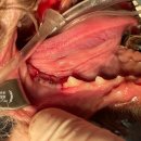 행복튼튼동물병원 이미지