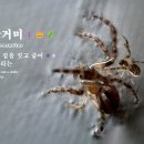 🕷️👑🌿기생왕거미 ♀ Larinioides cornutus 🌿🕷️🍽️풀잎을 접어 집을 짓고 숨어 먹이를 기다리는 이미지