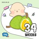 아진어린이집 | 임신 34주 35주, 막달검사