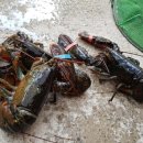 왜관ic실내바다낚시터 이미지