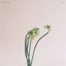 피스바이피스