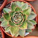 꿈의궁전 이미지