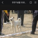 11살에 성견1석하고 은퇴 BIS수상견 이미지