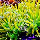 산호농장 네이버블로그