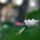 5970, 나무아미타불정근 중에.. 이미지