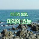 [미역 효능] 봄바다의 풍년, 미역귀를 찾아서 이미지