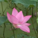 현대아라.수 이미지