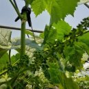 화수 농장 이미지