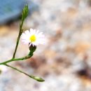 나로 in 해 이미지