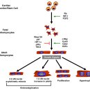 Cardiac Myocyte Cell Cycle Control in Development, Disease and Regeneration 이미지