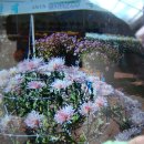 문화공연단(댄스스포츠) 이미지