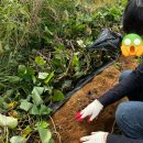 둥이농장 | 내돈내산 찐 후기] 강화도 자연체험 농장, 고구마 캐기 체험