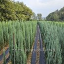 태림농원 이미지