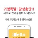 헬로펫 이미지