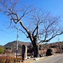 느티나무 이미지