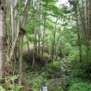 상관편백숲길 이미지