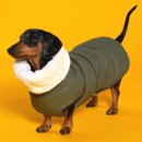 도그엔젤 | 닥스훈트 체형에 잘 맞았던 겨울 산책용 강아지 패딩, 엔젤도그 개따뜨텍 실사용 후기(내돈내산)