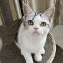 아메숏 캐터리 이미지