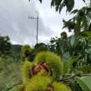 산내들흑염소 이미지