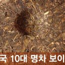 약차 - 천연 사포닌(saponin)과 미네랄(mineral)류를 풍부하게 이미지